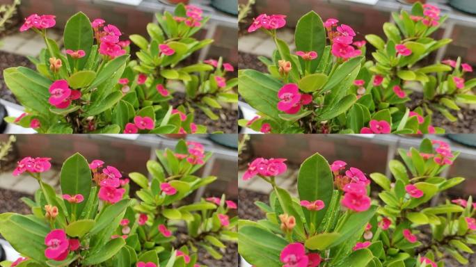 海棠花秋海棠鲜花雨后海棠花雨花海棠雨后花