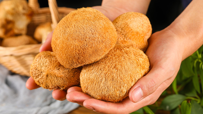 猴头菇  菌菇 蘑菇