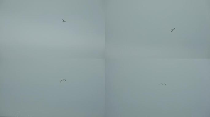 hdr视频素材 掠过浪花的海鸥
