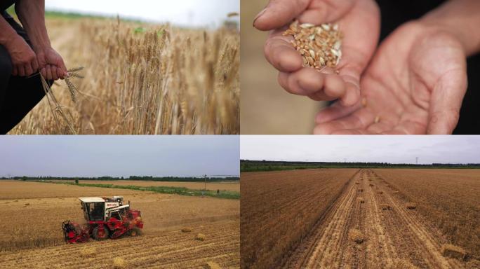 麦子收割机收小麦农民粮食丰收