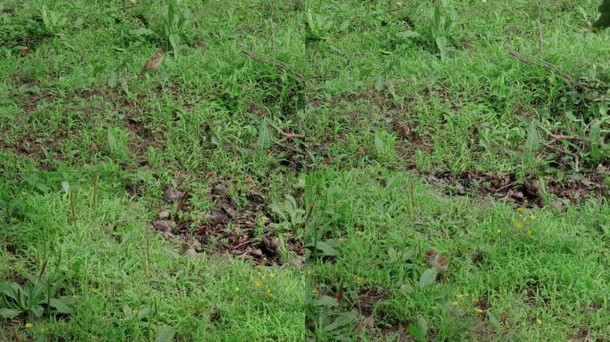 一只小麻雀在草地上觅虫