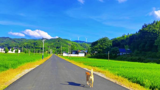 唯美乡村稻田小路上的舒适治愈宫崎骏