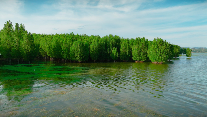黄河河水湿地公园生态