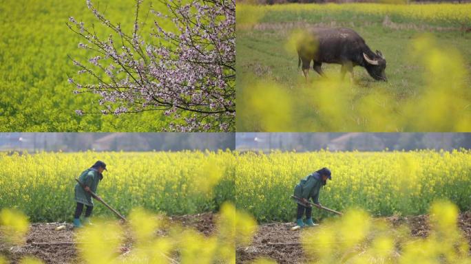 田间油菜花农人和牛