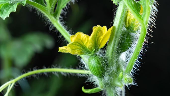 西瓜花 实拍 开花过程 延时摄影