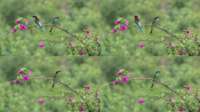 中国最美小鸟蓝喉蜂虎在花枝上嬉戏飞翔