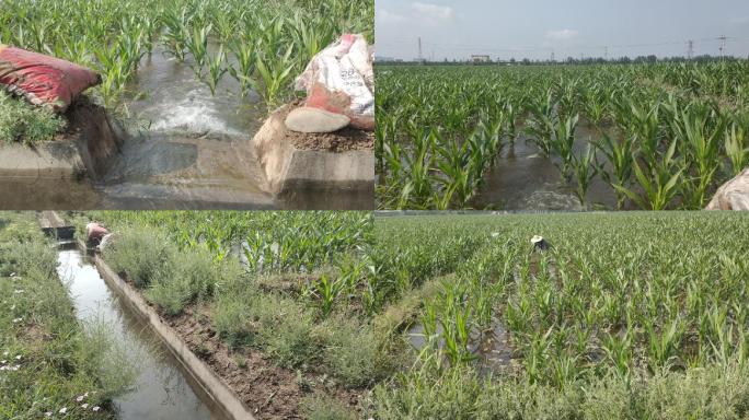 玉米田浇水 浇灌 农田浇灌水资源