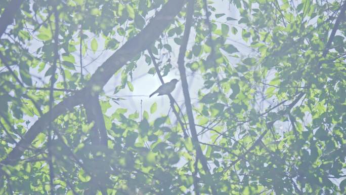 4K 阳光下树枝上的麻雀小鸟