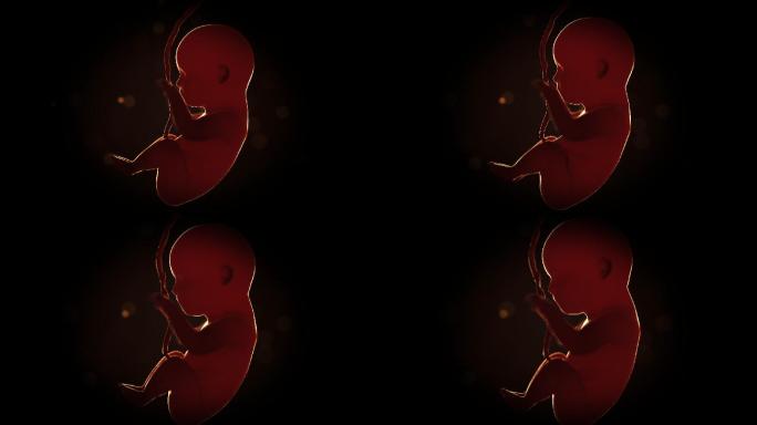 胎儿 胚胎 医学广告 3的动画
