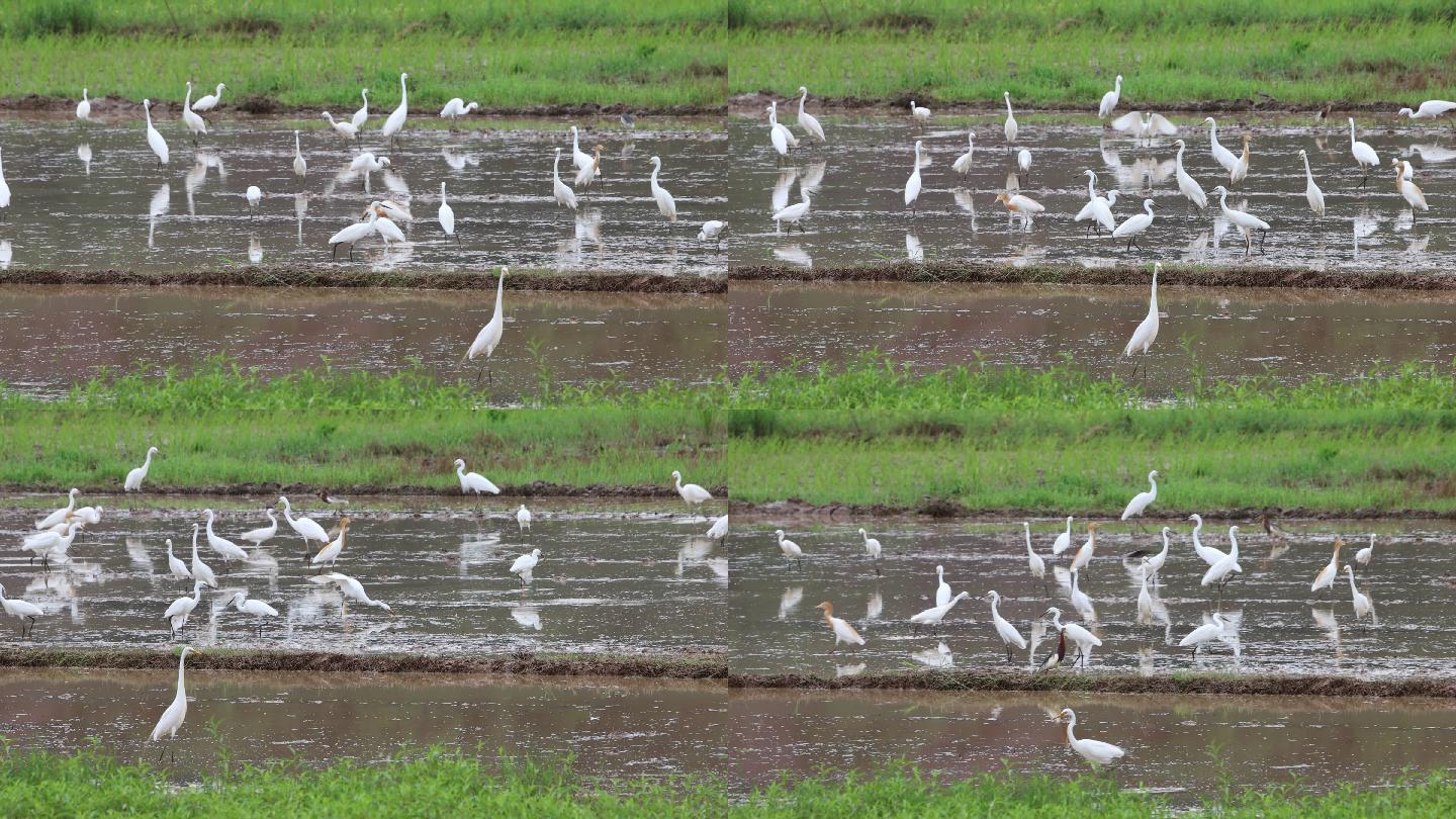 一群白鹭在水田稻田觅食捕鱼嬉戏