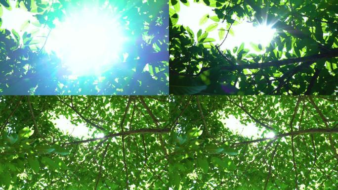 树下看太阳-树梢上的阳光