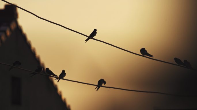 站在电线杆上休息的鸟群剪影