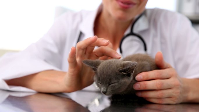 兽医在她的办公室里检查一只灰色小猫