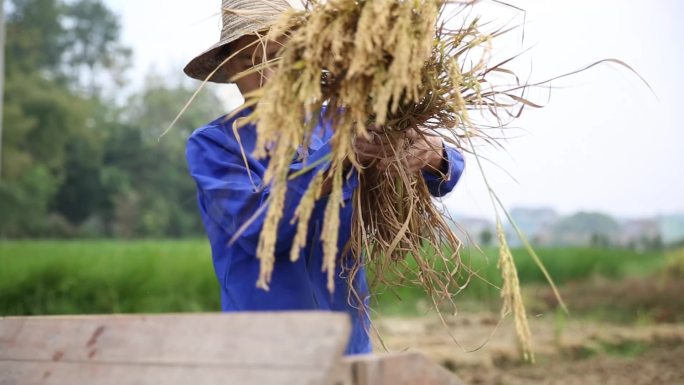 传统人工收稻谷