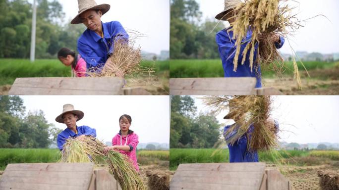 传统人工收稻谷