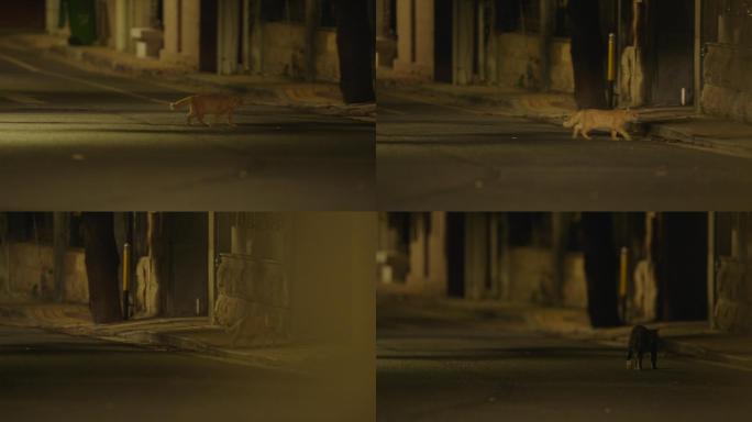 深夜 街道 小猫