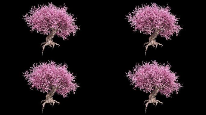 樱花树循环动画C4D工程