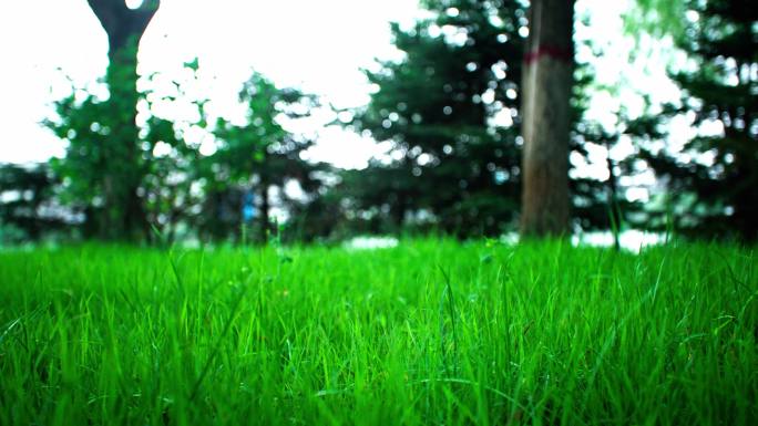 雨天的草坪小草特写