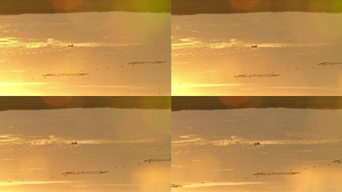 直升机航拍内蒙古乌梁素海日落逆光小船27
