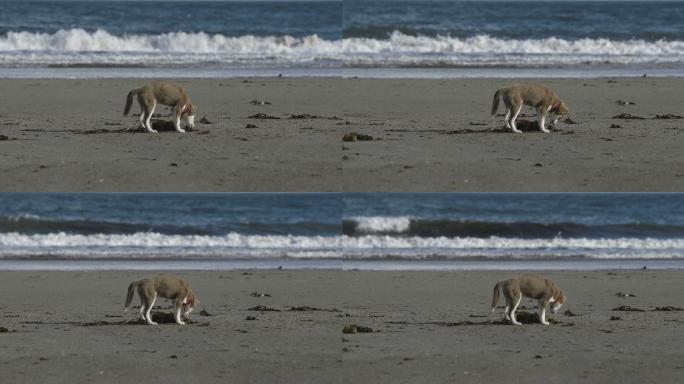 可爱的狗在沙滩上挖沙子