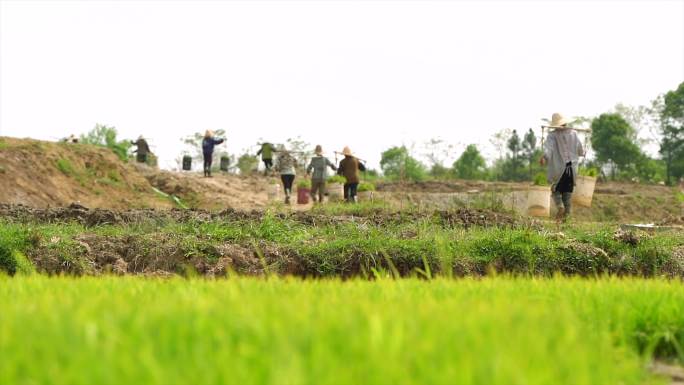 农民在水稻田上忙碌