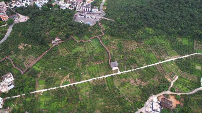 高州根子大唐村贡园荔枝地旋转航拍素材