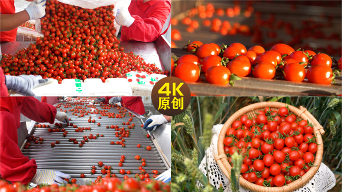 小番茄樱桃小番茄采收加工4K