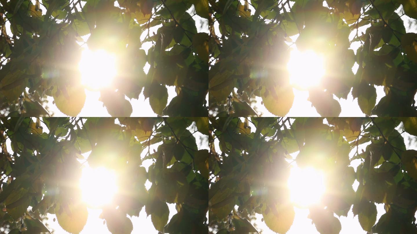阳光穿过树叶在一个晴朗的日子