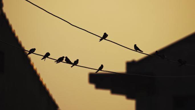 站在电线杆上休息的鸟群剪影