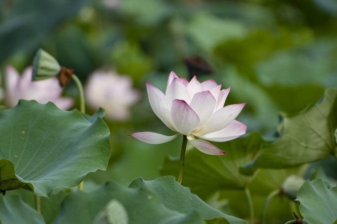 荷花特写