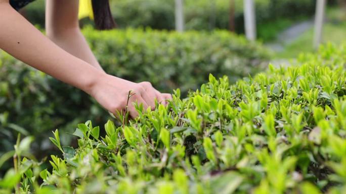 实拍 茶园 采茶 绿茶 茶叶 黄山毛峰