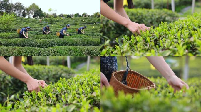 实拍 茶园 采茶 绿茶 茶叶 黄山毛峰