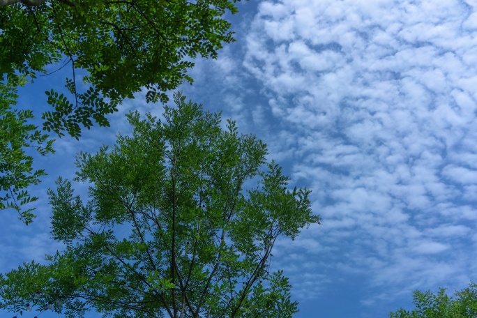 夏天蓝天白云树叶延时