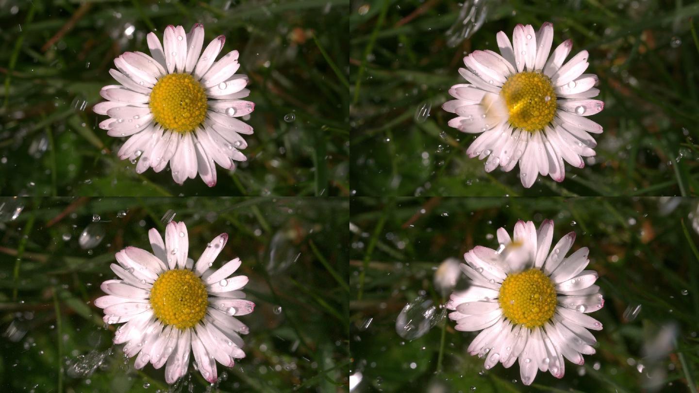 慢镜头中，水滴落在花园里的雏菊上