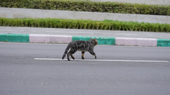 流浪猫过马路