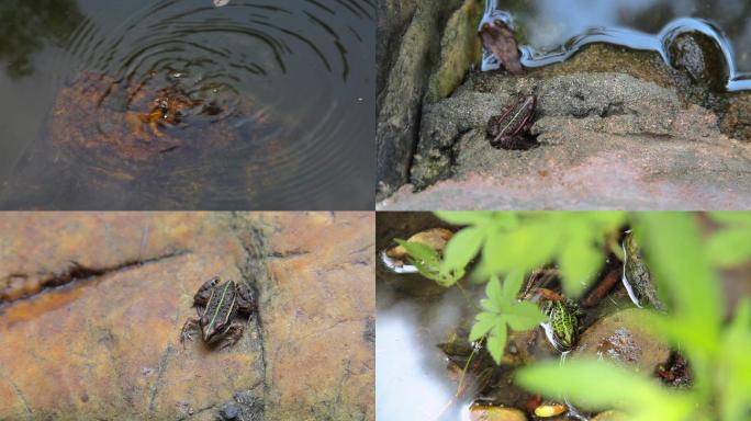 蝌蚪、青蛙、池塘、野生动物、大自然