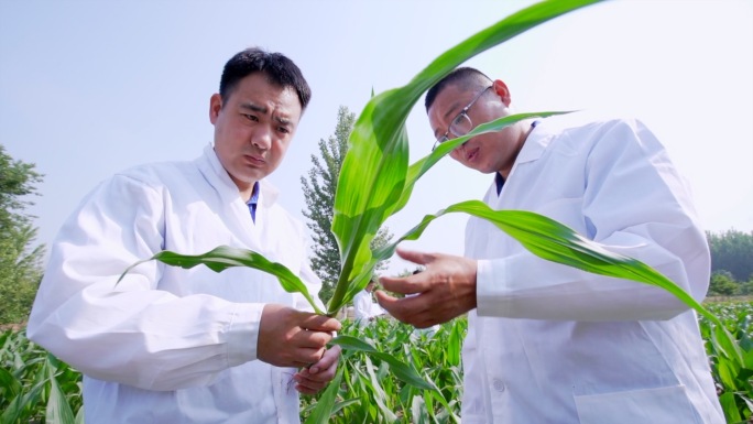 玉米试验田农业科技