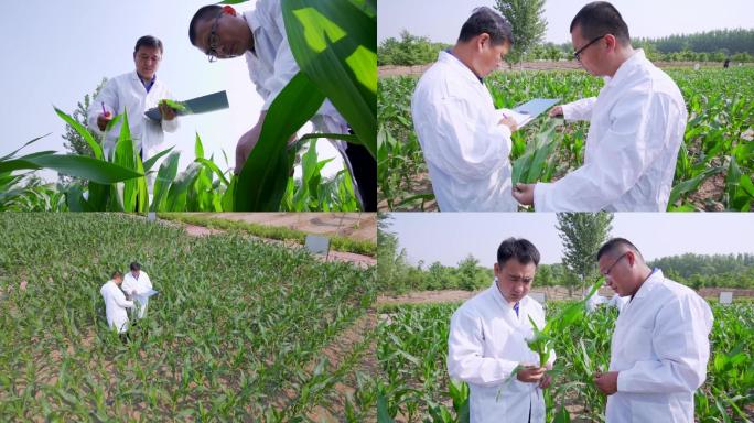 玉米试验田农业科技