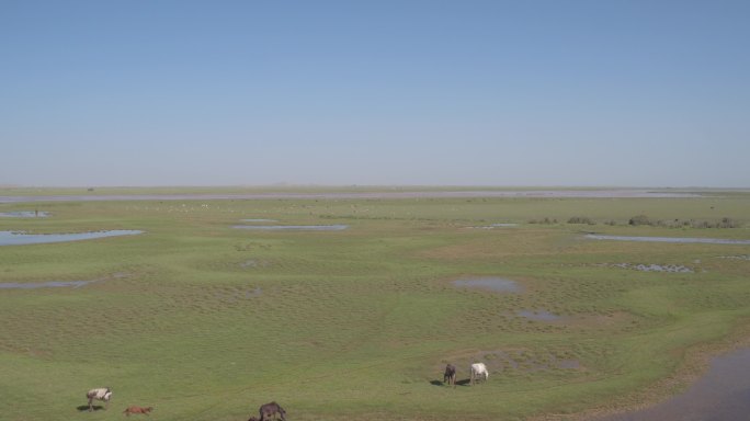 新疆 草原 河流 马群 羊群 吃草