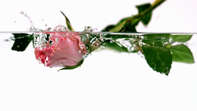 粉红玫瑰落水的慢镜头