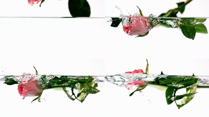 粉红玫瑰落水的慢镜头