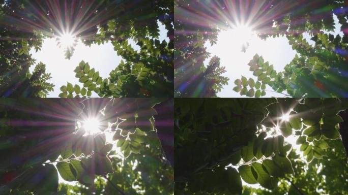 阳光透过树叶02