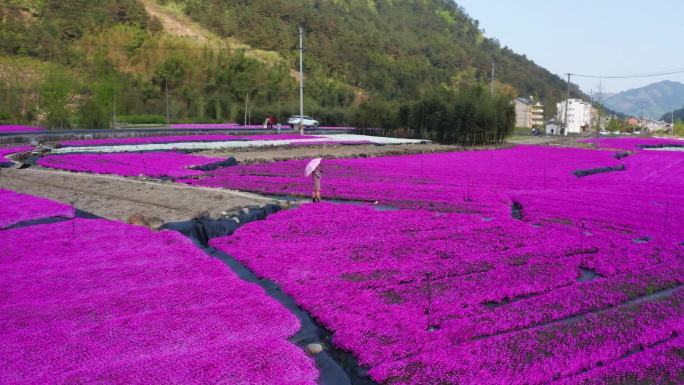 美丽乡村乡村旅游振兴