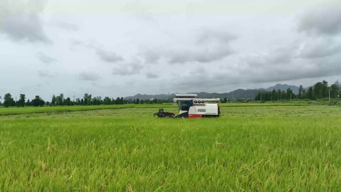 丰收稻田收割机