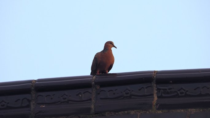 一只站在屋顶上的小鸟