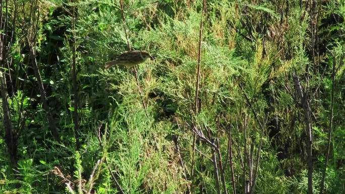 麻雀在柽柳林中觅食
