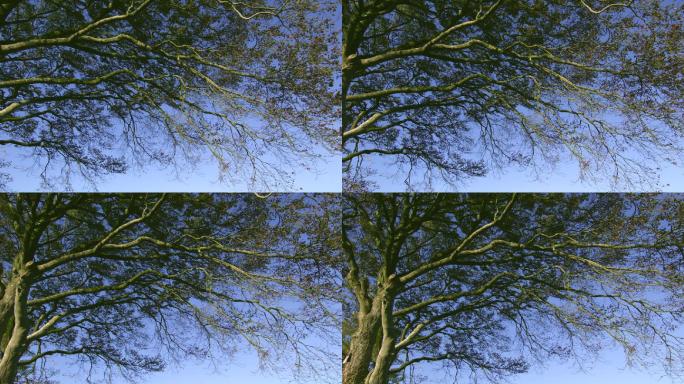 在晴朗的日子里，树枝与蓝天形成鲜明的对比