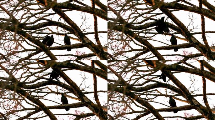 乌鸦慢镜头从一根树枝飞到另一根树枝上
