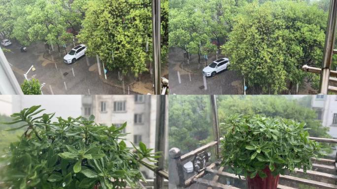 暴雨绿植