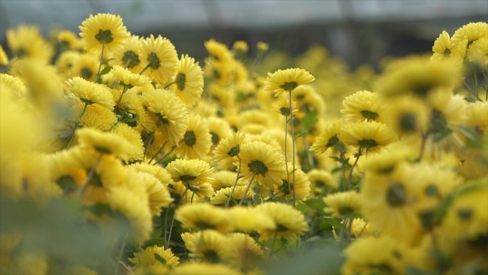 菊花 种植 采摘 蜜蜂